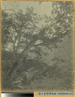 藏品(林相)的圖片